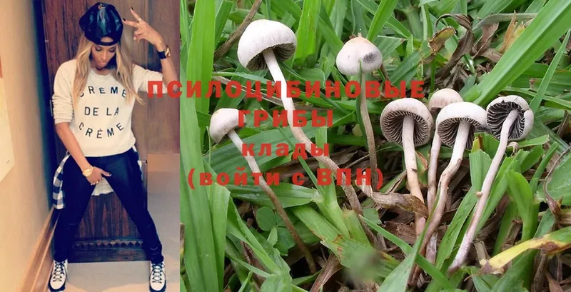 Псилоцибиновые грибы Magic Shrooms  Венёв 